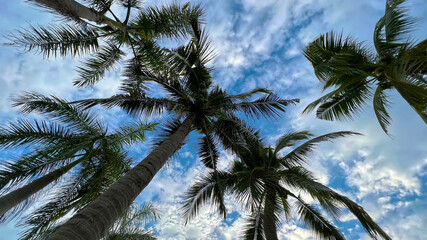 Fototapeta na wymiar Nature silhouette coconut trees in the garden. blue sky with clouds background
