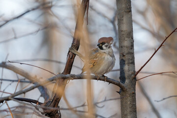 bird