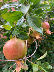 apples on tree