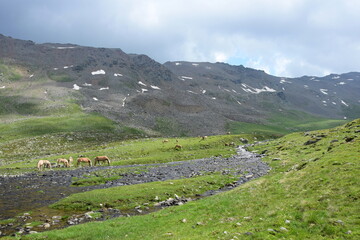 Fototapeta na wymiar Mehrere Haflinger Pferde im Sommer auf einer Almwiese im Ultental bei Meran, Südtirol, Italien 