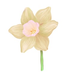 Watercolor illustrations of a narcissus flower on a white background gradient beige and pink