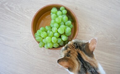 Green grapes in a brown bowl. A cat sniffs grapes.