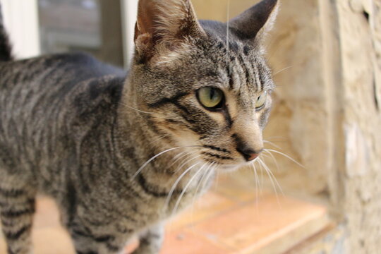 chat mignon et drole