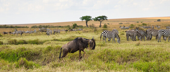 African landscape with gnus, Connochaetes taurinus and zebras, Equus quagga, in the Maasai Mara