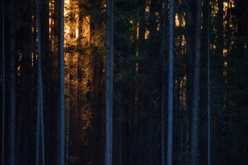 Selective focus photo. Sunset in forest.