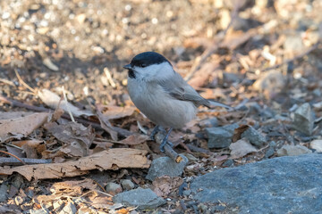 bird in forest