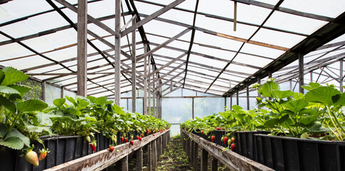 Panorama of greenhouse with strawberry plantation.
