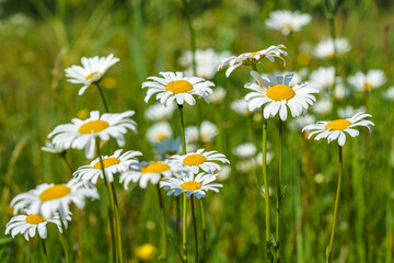 Group of Marguerite flowers in a summer field