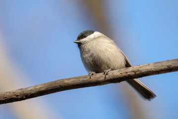 Obraz premium bird in forest