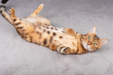 The domestic cat is resting in the room lying on its back.
