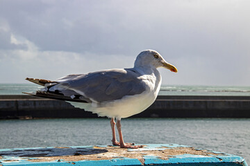 Goéland argenté - larus aregentatus - en gros plan