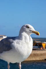 Goéland argenté - larus aregentatus - en gros plan