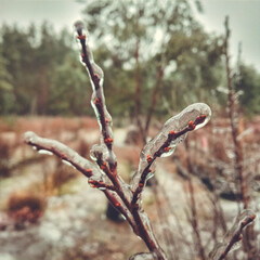 Winter anomalous natural phenomenon - glaciation on plants.