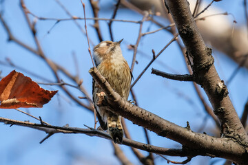bird in forest