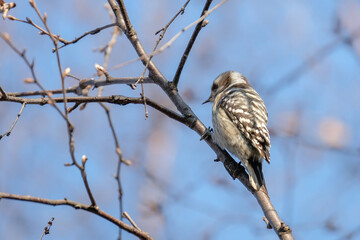 bird in forest