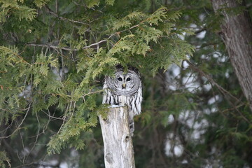 Winter Scene of a Barred owl perched on a fence post along the edge of a cedar forest hunting for mice in a snow covered manure pile