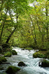 Obraz premium 流れの速い渓流