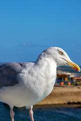 Goéland argenté - larus aregentatus - en gros plan