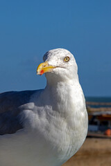 Goéland argenté - larus aregentatus - en gros plan