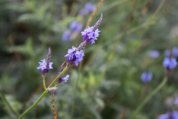 Purple flowers lavender in the garden