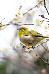 白い梅の木に止まるメジロ　背景　壁紙