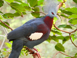 beautiful and colorful bird in sunny winter