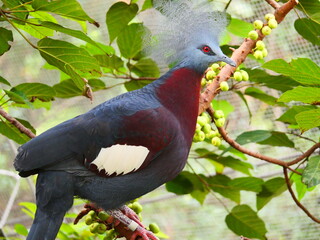 beautiful and colorful bird in sunny winter