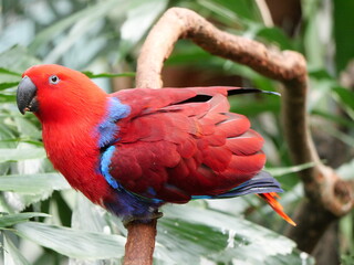 beautiful and colorful bird in sunny winter