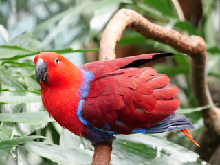 beautiful and colorful bird in sunny winter