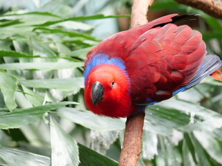 beautiful and colorful bird in sunny winter