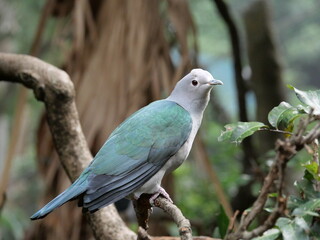beautiful and colorful bird in sunny winter