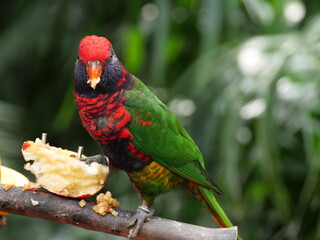 beautiful and colorful bird in sunny winter