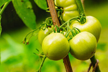 Green tomatoes growing in garden