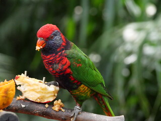 beautiful and colorful bird in sunny winter