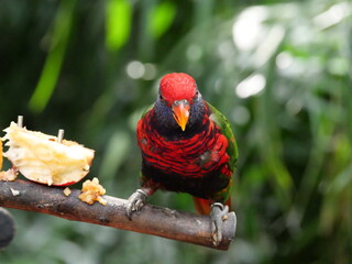 beautiful and colorful bird in sunny winter