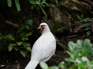 beautiful and colorful bird in sunny winter