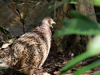beautiful and colorful bird in sunny winter