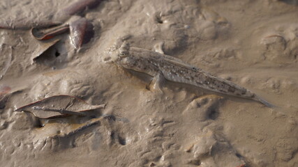 mudskipper walking on the mud. 
the fish that walks on land and breathes air