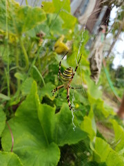 Arachnophobie - Wespenspinne im Garten