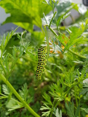 Schwalbenschwanz-Raupe