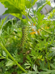 Schwalbenschwanz (Raupe)