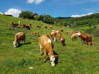 Fototapeta na wymiar Rinder auf einem Bauernhof