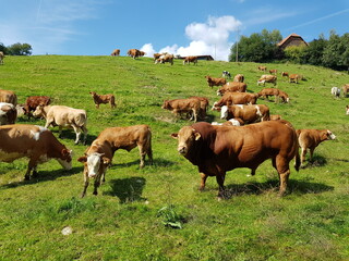 Naklejka na ściany i meble Stier und Kühe auf einer Weide
