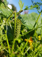 Schmetterling: Raupe vom Schwalbenschwanz