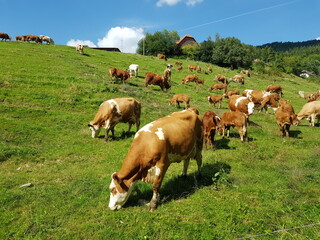 Fototapeta na wymiar Kühe auf einer Weide