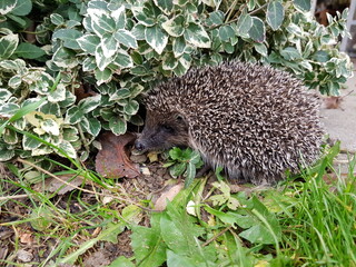 Igel im Garten
