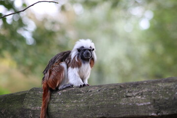 Lisztaffe im Dschungel (Saguinus oedipus)