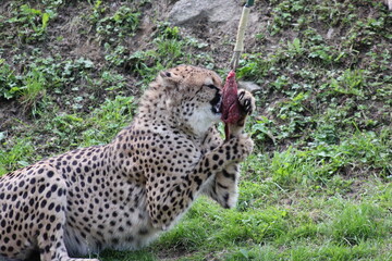 Fototapeta na wymiar Gepard mit Fleisch bei der Fütterung