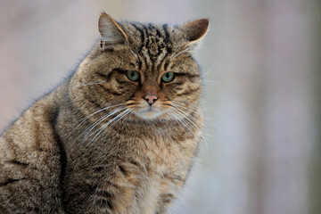 2021-12-27, GER, Bayern, Neuschönau: Tierfreigehege im Nationalpark bayerischer Wald - europäische Wildkatze