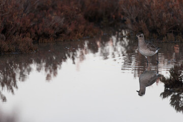 Grey Plover Pluvialis squatarola in the sansouire in Camargue, Southern France